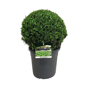 Buxus sempervirens