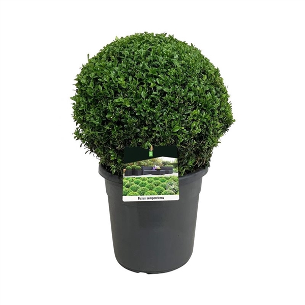 <h4>Buxus sempervirens</h4>