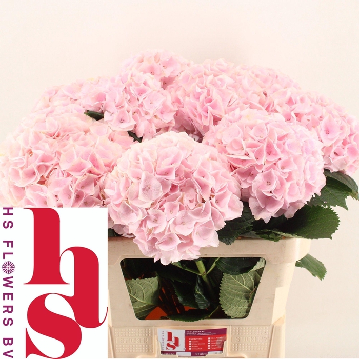 <h4>HYDR M MY PINKTOU RZ</h4>