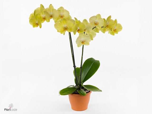 Phalaenopsis  'Ant Ferrara'