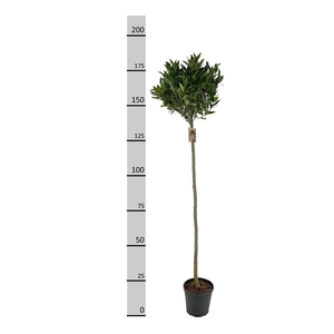 LAU NOBILIS