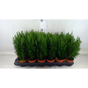 Chamaecyparis laws. 'Ellwoodii'