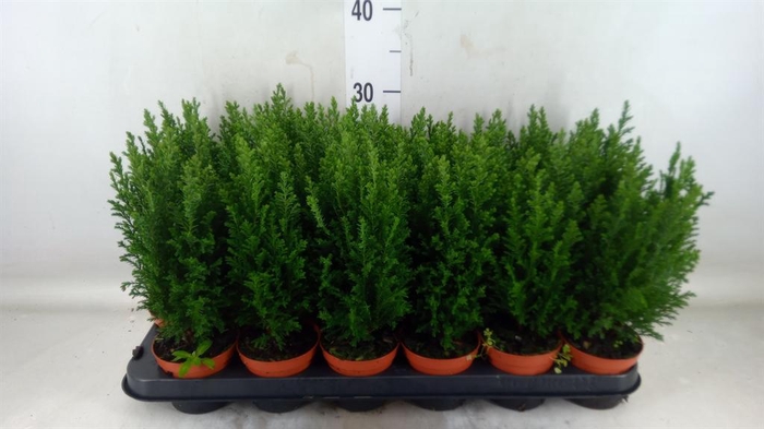 <h4>Chamaecyparis laws. 'Ellwoodii'</h4>