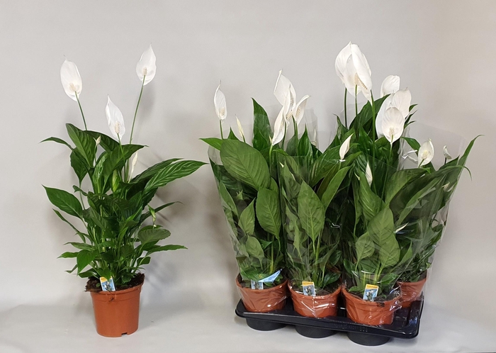 <h4>SPATH VERDI</h4>