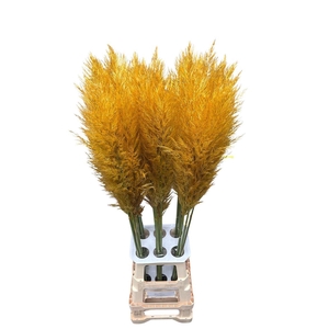 Cortaderia Opgetrokken Honey Oranje Stem