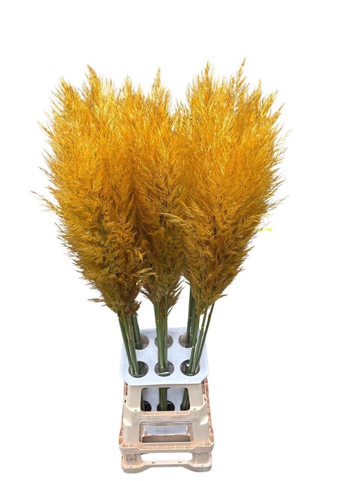 <h4>Cortaderia Opgetrokken Honey Oranje Stem</h4>