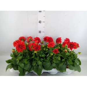 Dahlia  'Dahlietta Anna'