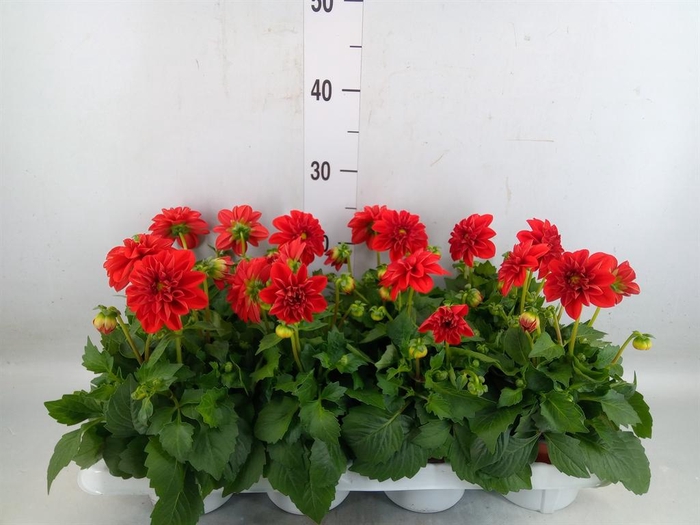 <h4>Dahlia  'Dahlietta Anna'</h4>