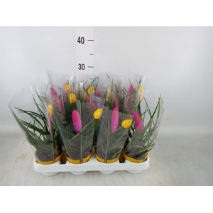 Tillandsia cyanea 'Vincent'