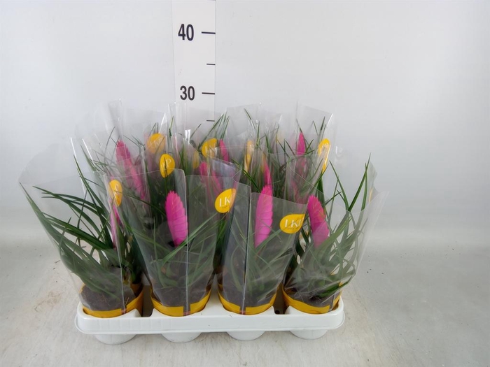 <h4>Tillandsia cyanea 'Vincent'</h4>
