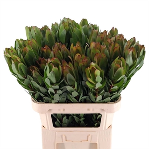 Leucadendron Goldstrike