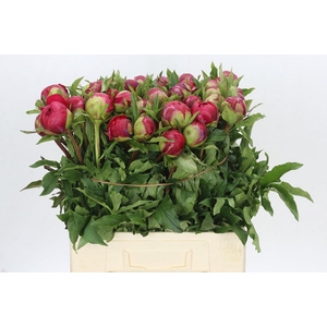 Paeonia Diana Parks