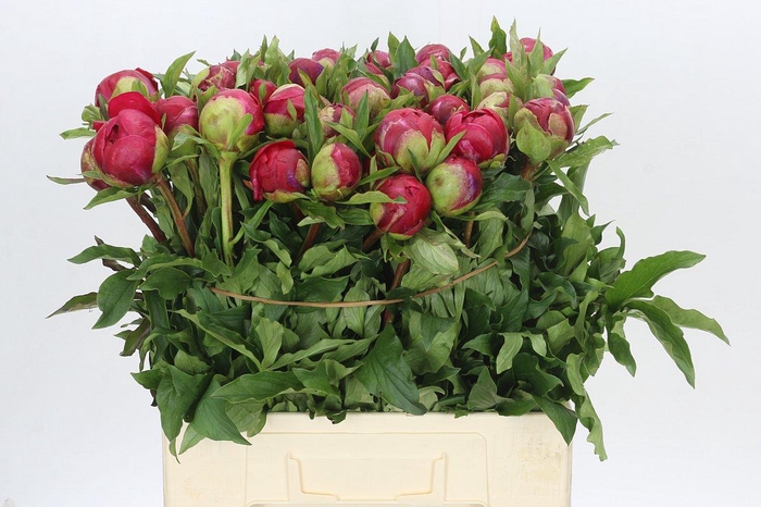 <h4>Paeonia Diana Parks</h4>