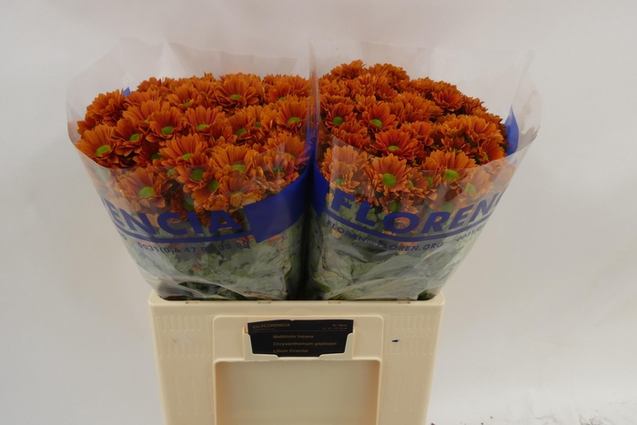 <h4>CHR S HARLEY</h4>