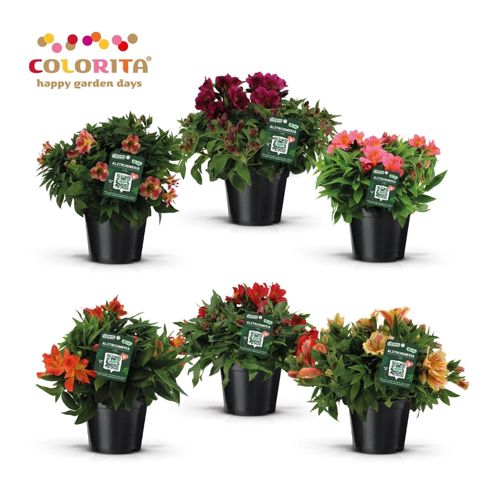 <h4>Alstroemeria  'Colorita'  ..mix</h4>