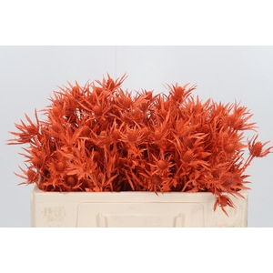 Eryn Orion Kl Bh Oranje