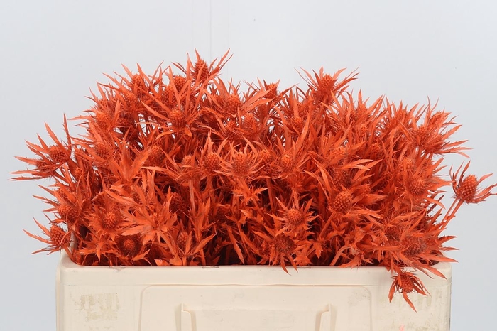 <h4>Eryn Orion Kl Bh Oranje</h4>