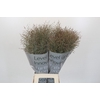 Panicum Heavy Metall