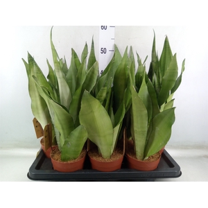 Sansevieria trifa. 'Moonshine'