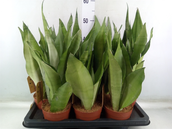 <h4>Sansevieria trifa. 'Moonshine'</h4>