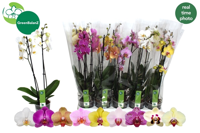 <h4>PHAL GEM 9 KL</h4>