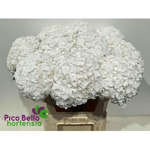 Hydrangea 'Royal Highness' 21cm