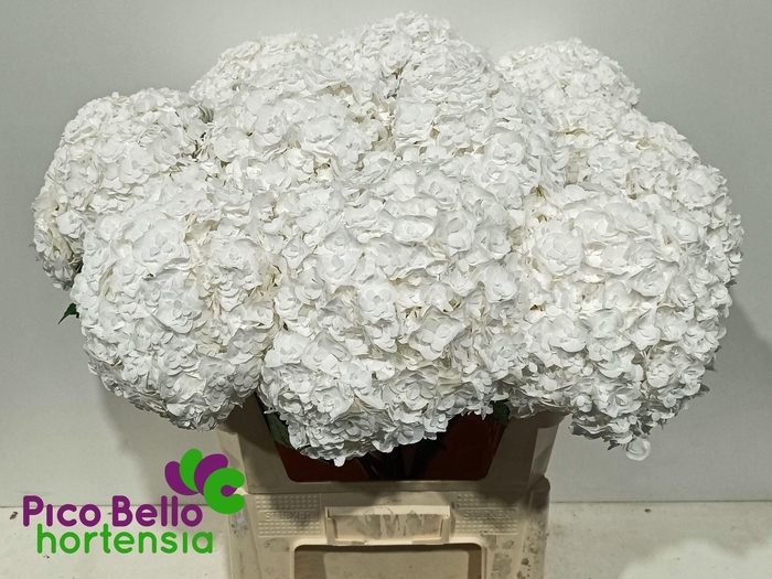 <h4>Hydrangea 'Royal Highness' 21cm</h4>