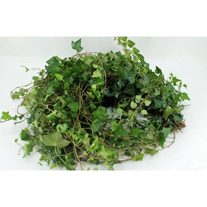 Hedera rank groen