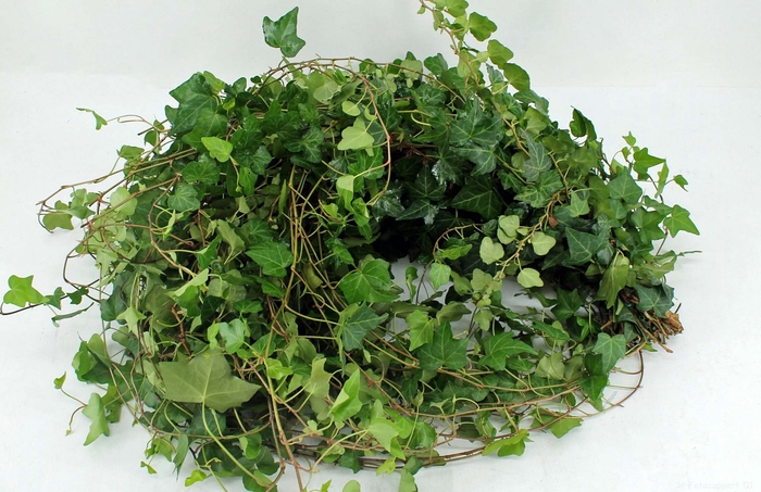 Hedera rank groen