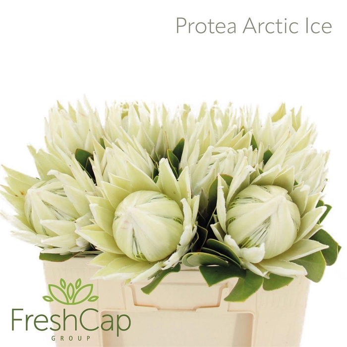 <h4>Protea cynaroides 'Ayoba Arctic Ic'</h4>