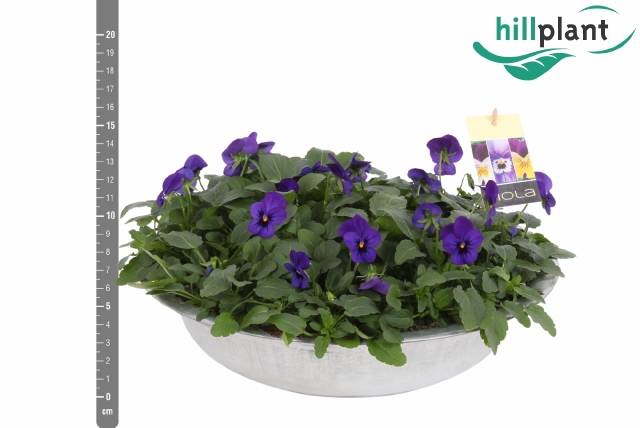 <h4>VIO CO EM BLU BLOTCH</h4>
