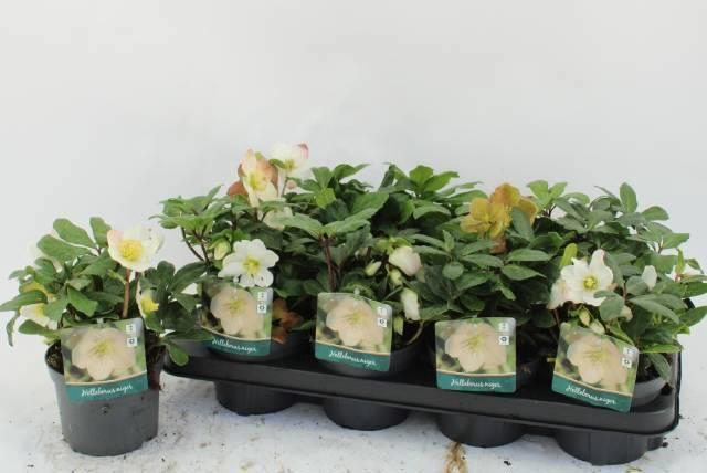 <h4>HELL NI ADVENT STAR</h4>