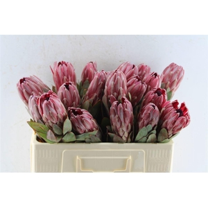 PROTEA SHARONET