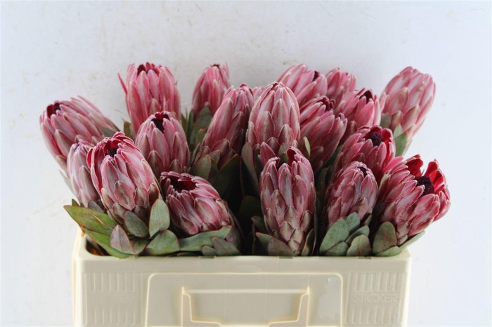 <h4>PROTEA SHARONET</h4>