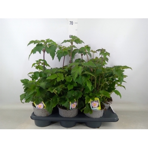 Anemone hybrida 'Mont-rose'