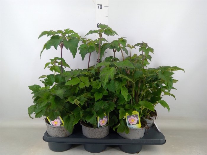 <h4>Anemone hybrida 'Mont-rose'</h4>