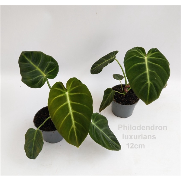 <h4>Philodendron luxurians 12cm</h4>