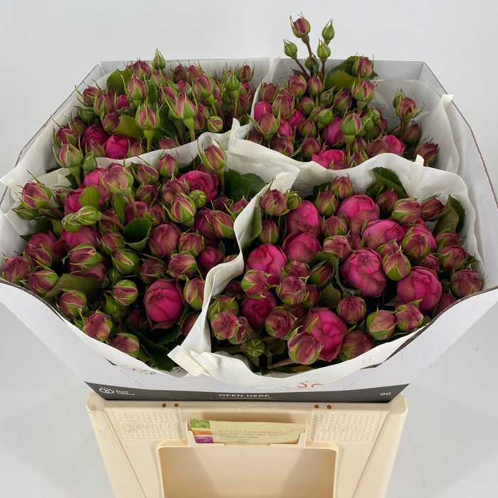 <h4>R Tr Pink Piano Freiland Schittko</h4>