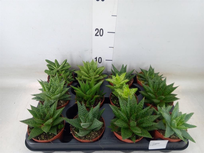 <h4>Aloe   ...mix</h4>