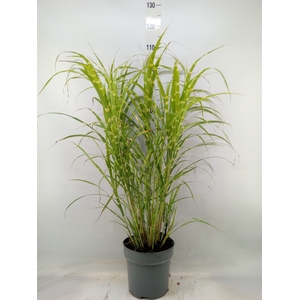 Miscanthus sin. 'Zebrinus'