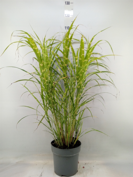 <h4>Miscanthus sin. 'Zebrinus'</h4>