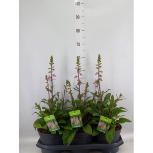 Digitalis  'Pink Panther'