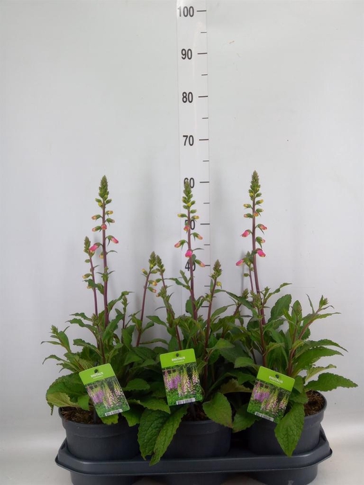 <h4>Digitalis  'Pink Panther'</h4>