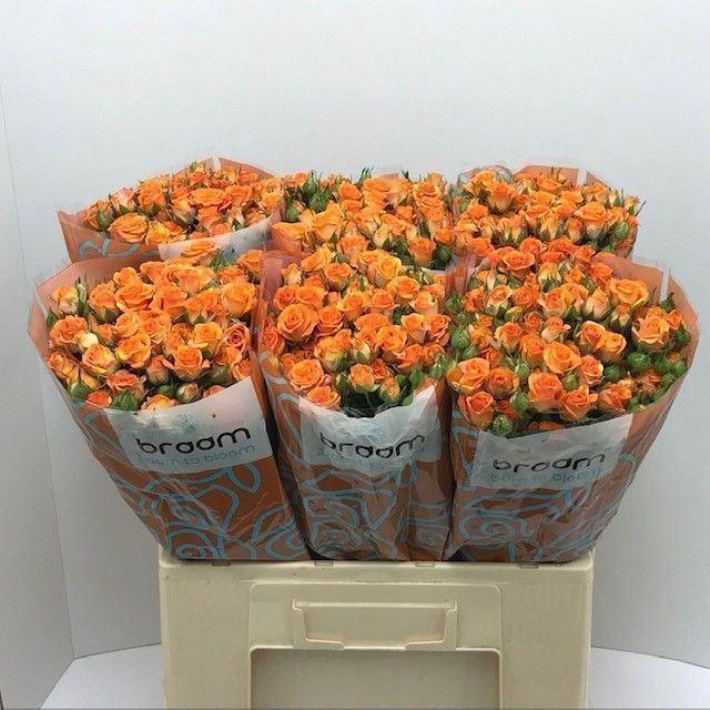 <h4>ROSA TR 'SMASHING'</h4>