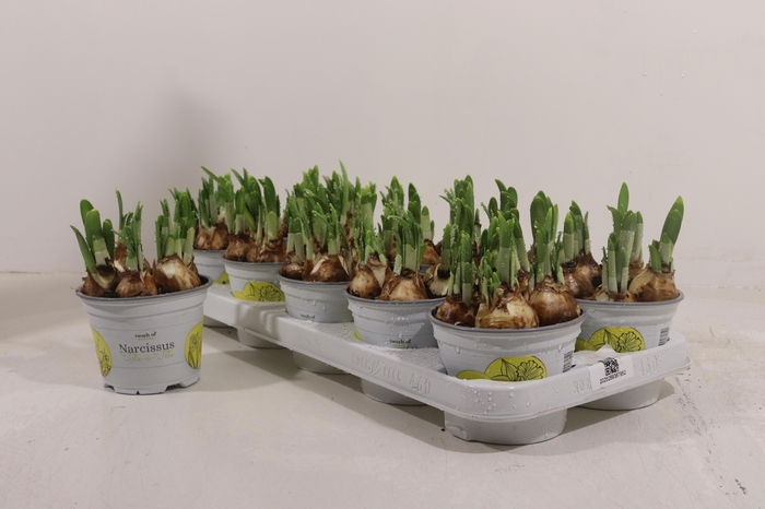 <h4>Narc O Tete A Tete</h4>