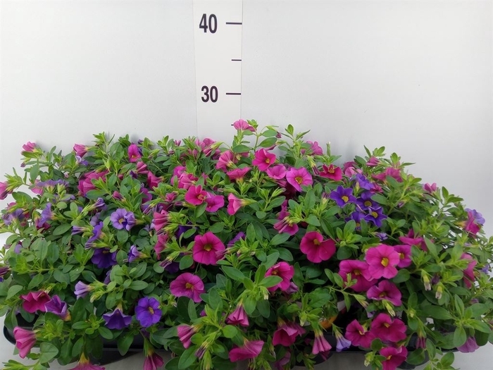<h4>Calibrachoa  'DuobellsPast' .mix /p</h4>