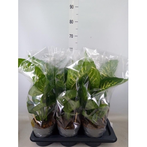 Dieffenbachia seg. 'Reeva'