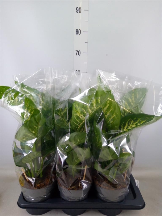 <h4>Dieffenbachia seg. 'Reeva'</h4>