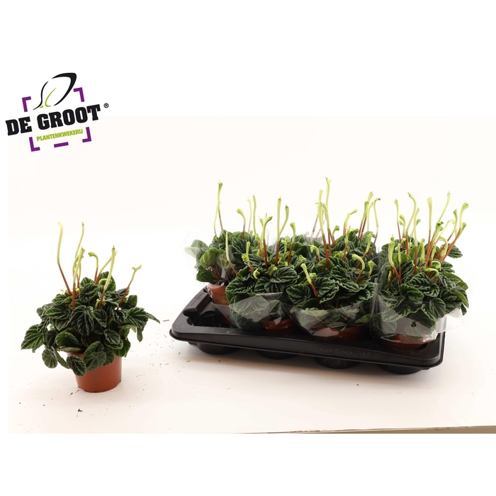 <h4>PEP CA LILIAN</h4>