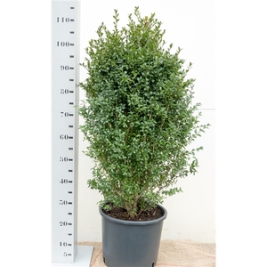 Buxus sempervirens 80-90cm struik